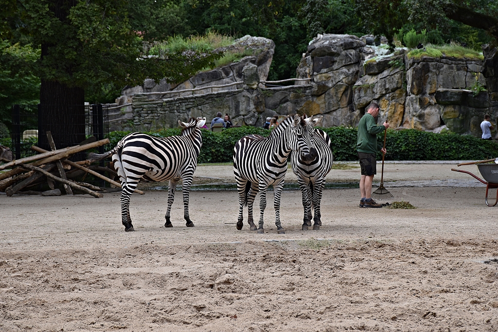 Grant's zebra