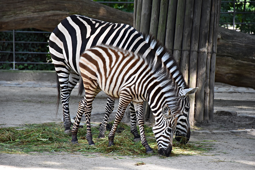 Grant's zebra