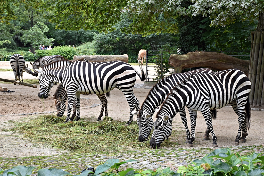 Grant's zebra