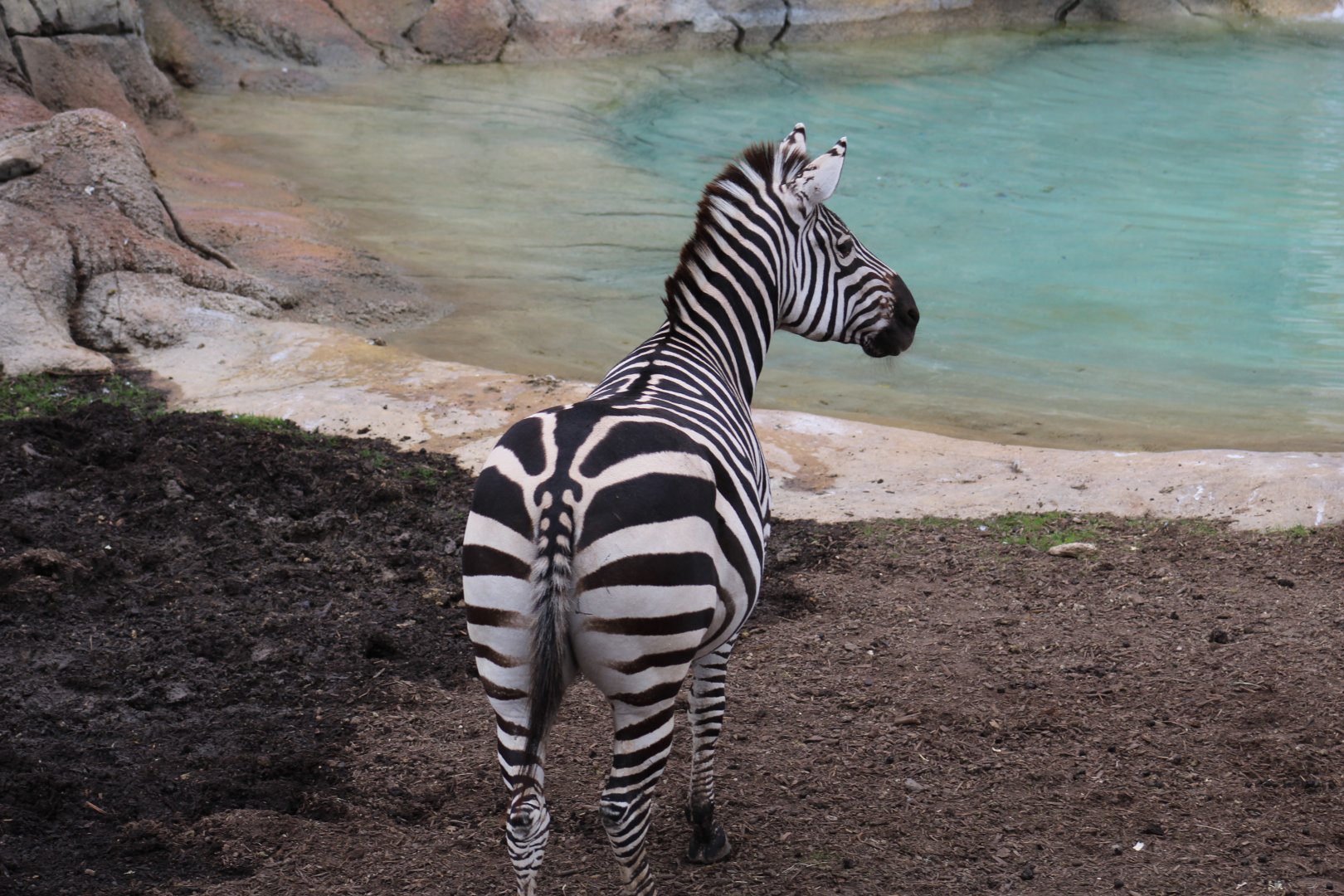 Grant's Zebra