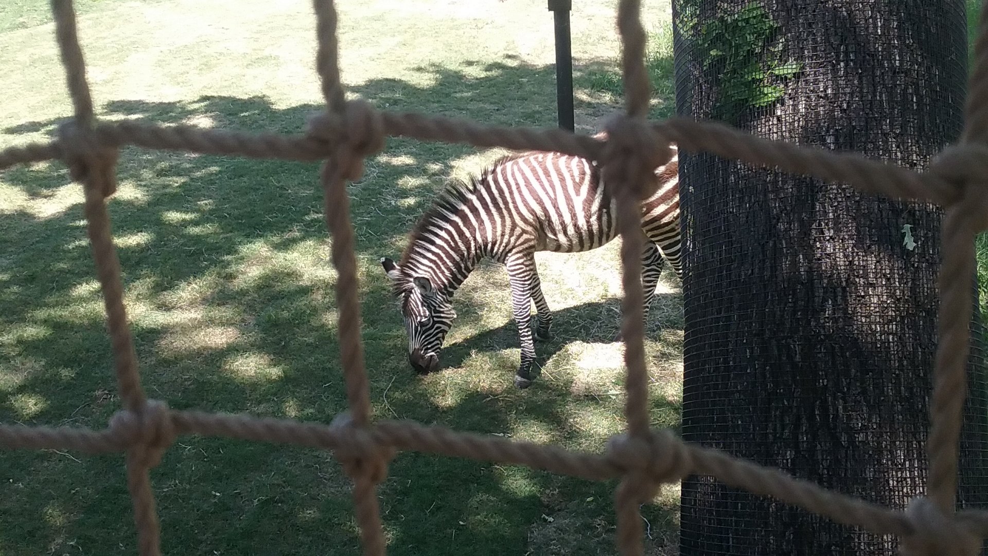 Grant's zebra