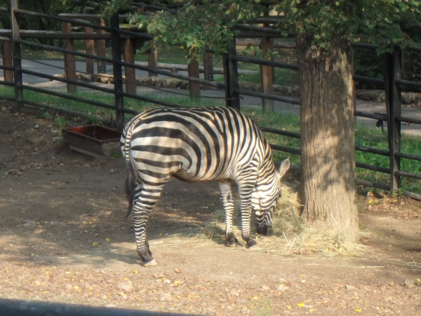 Grant's Zebra