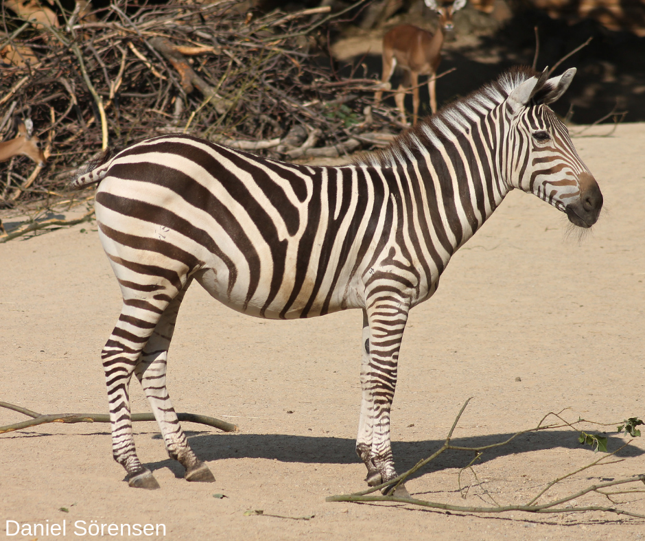 Grant's Zebra