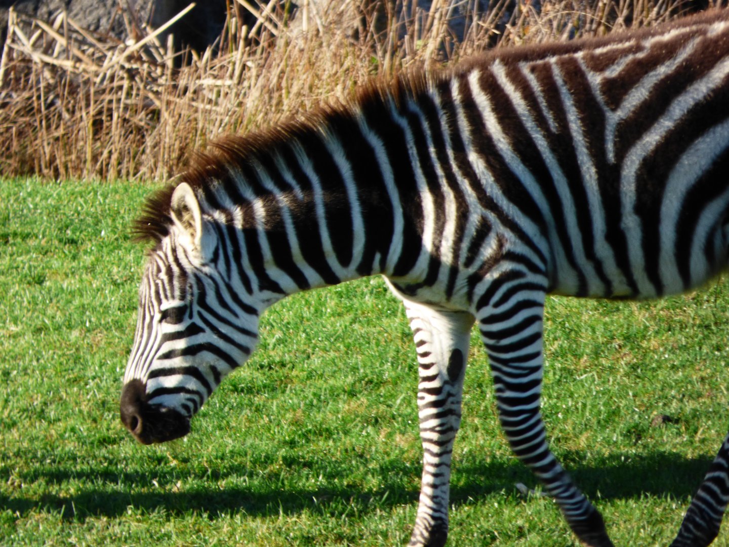 Grant's Zebra