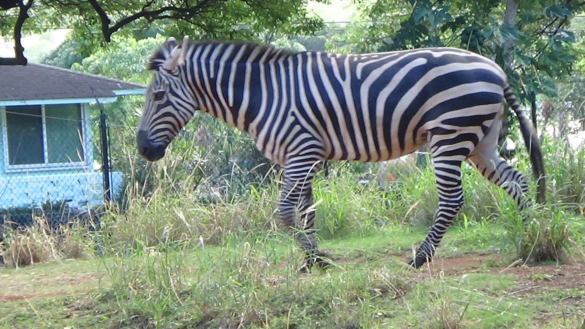 Grant's zebra