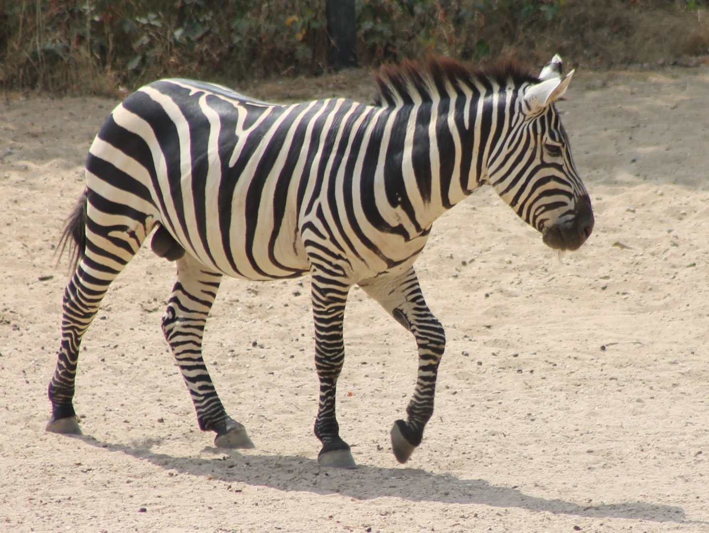 Grant's zebra