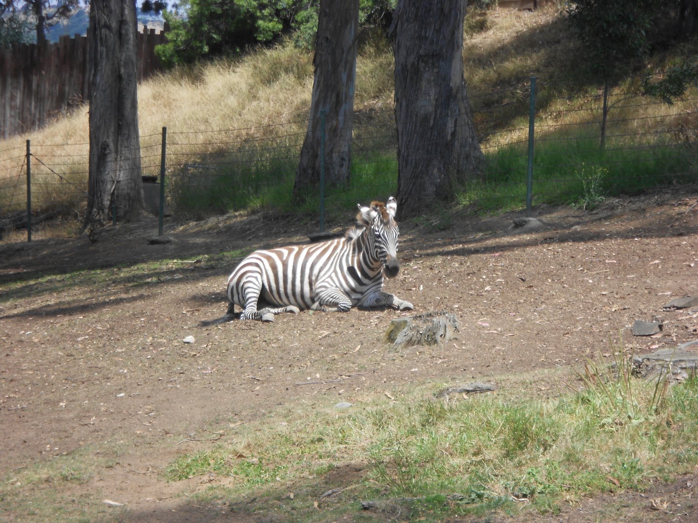 Grant's zebra
