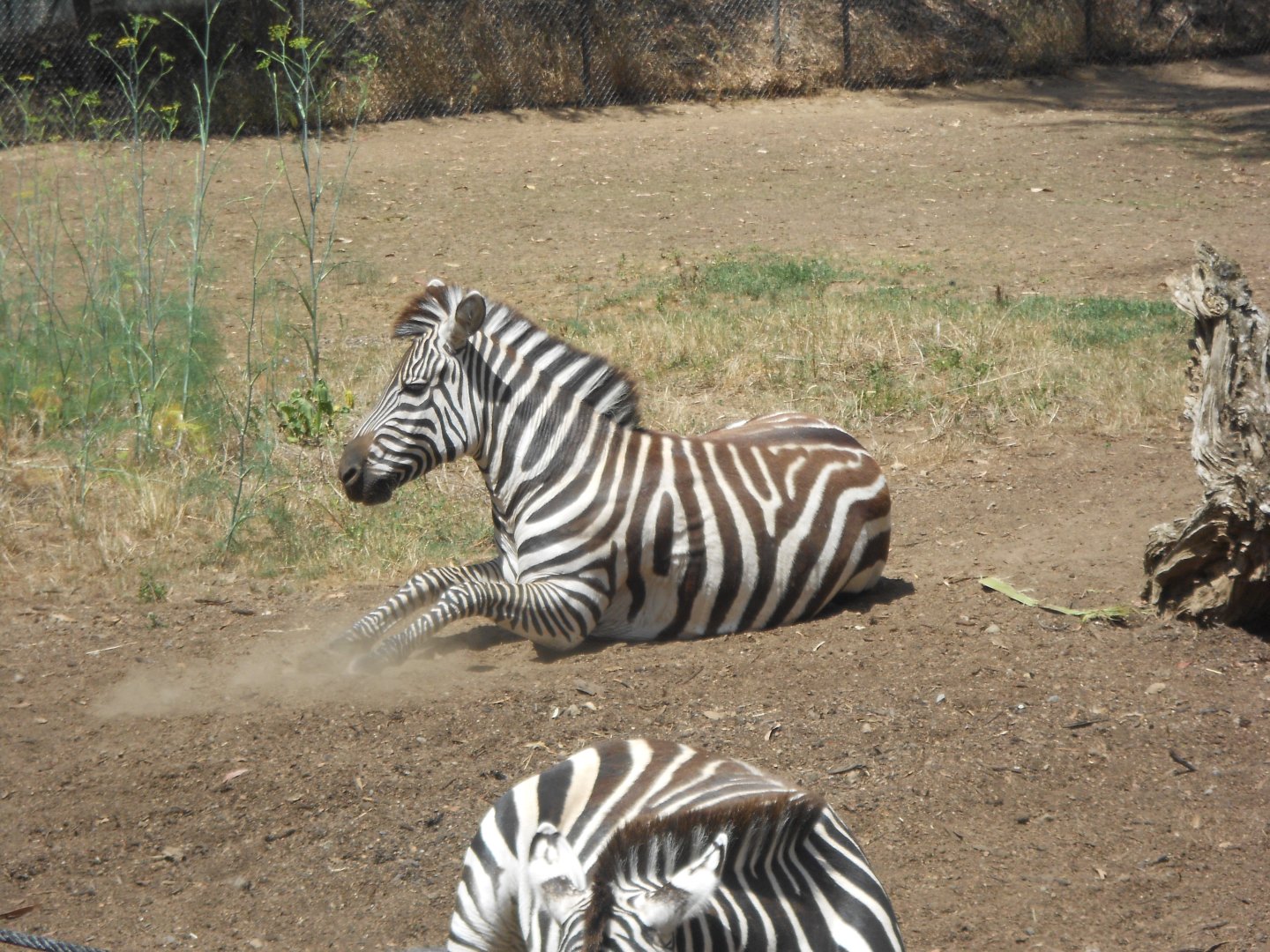 Grant's zebra