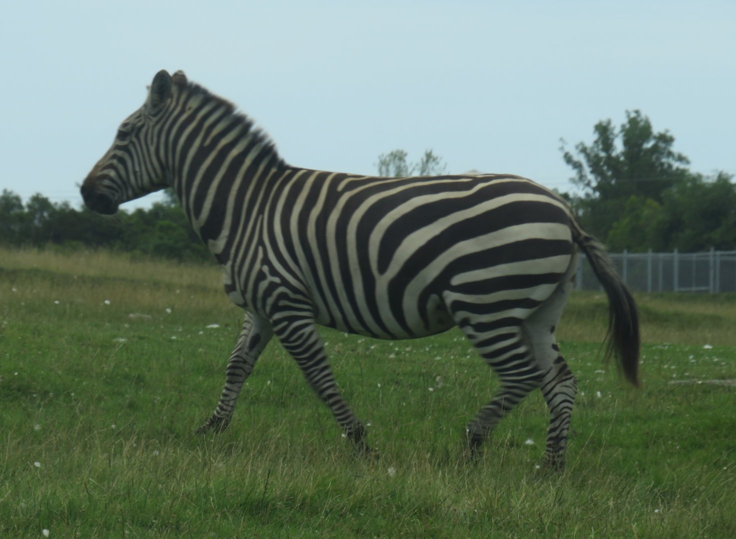 Grant's zebra