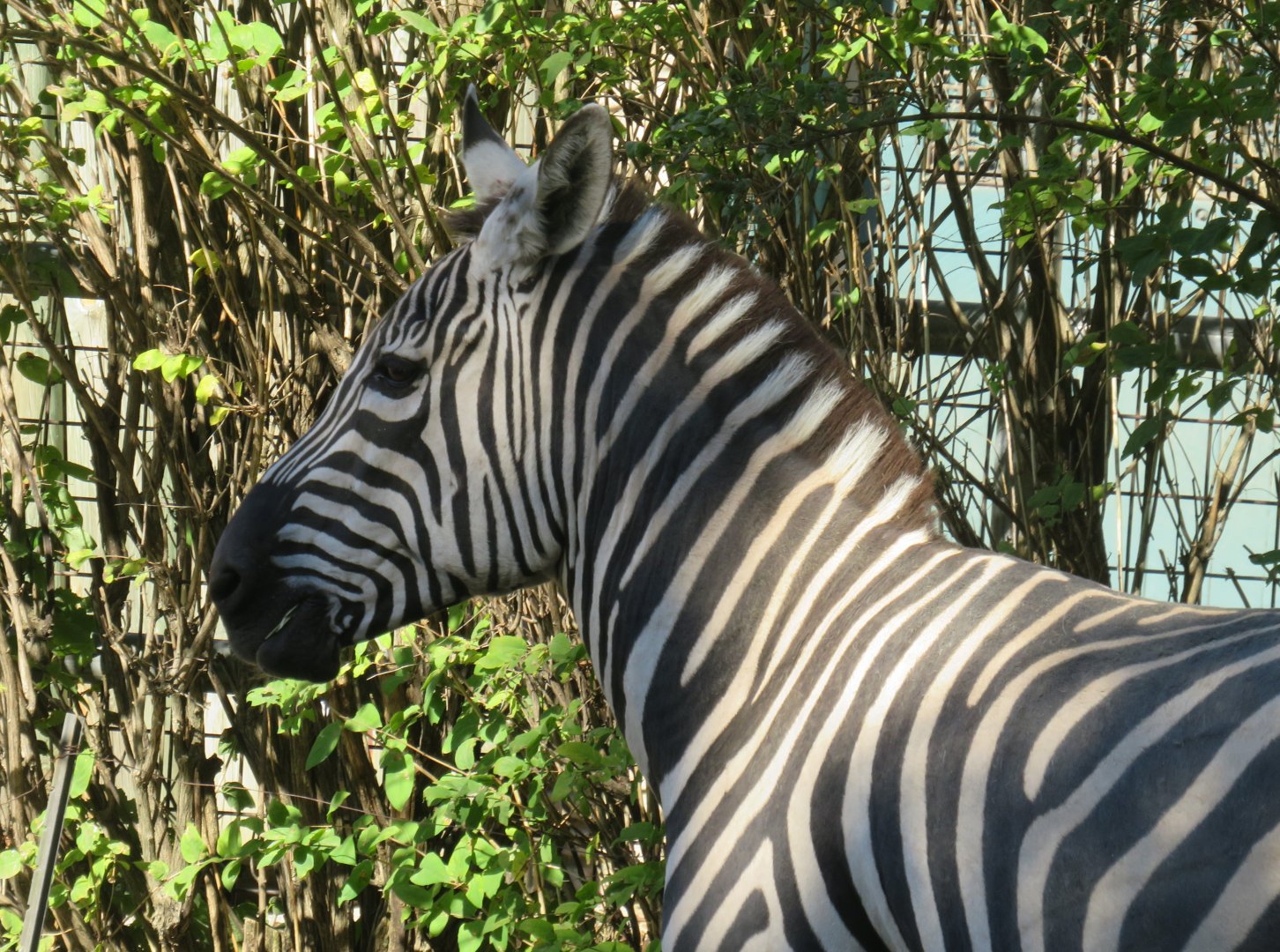 Grant's zebra