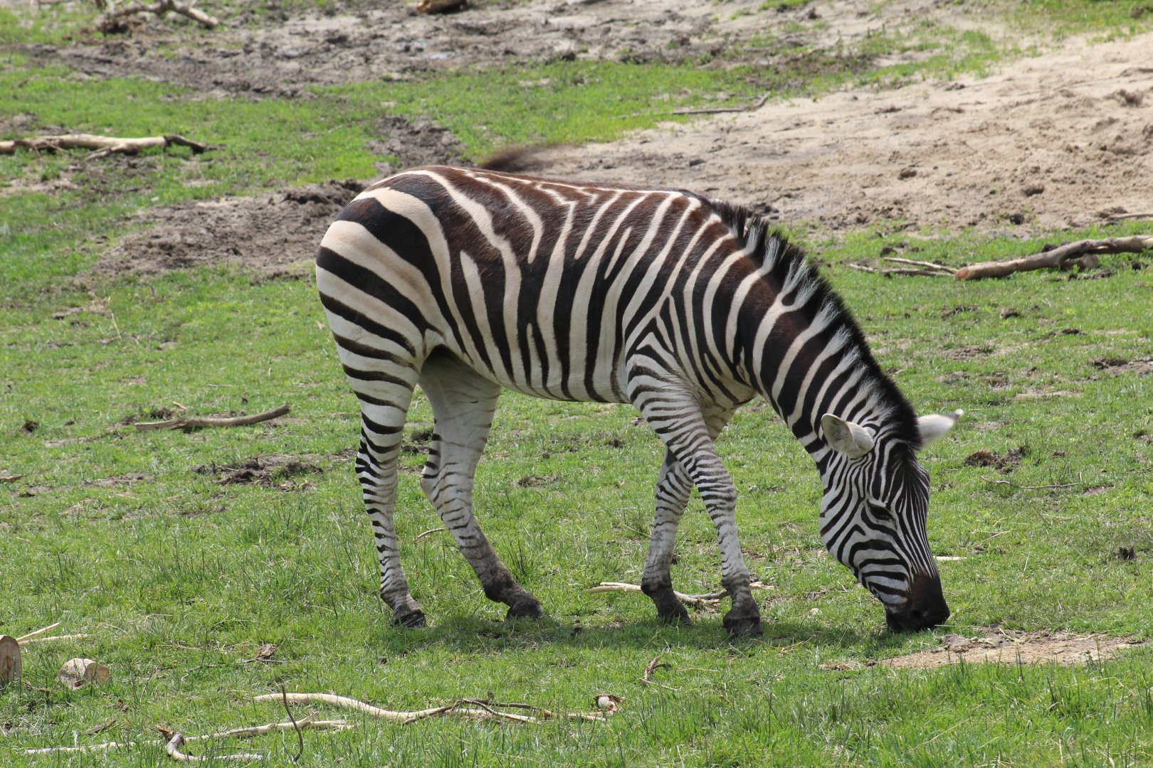 Grant's Zebra
