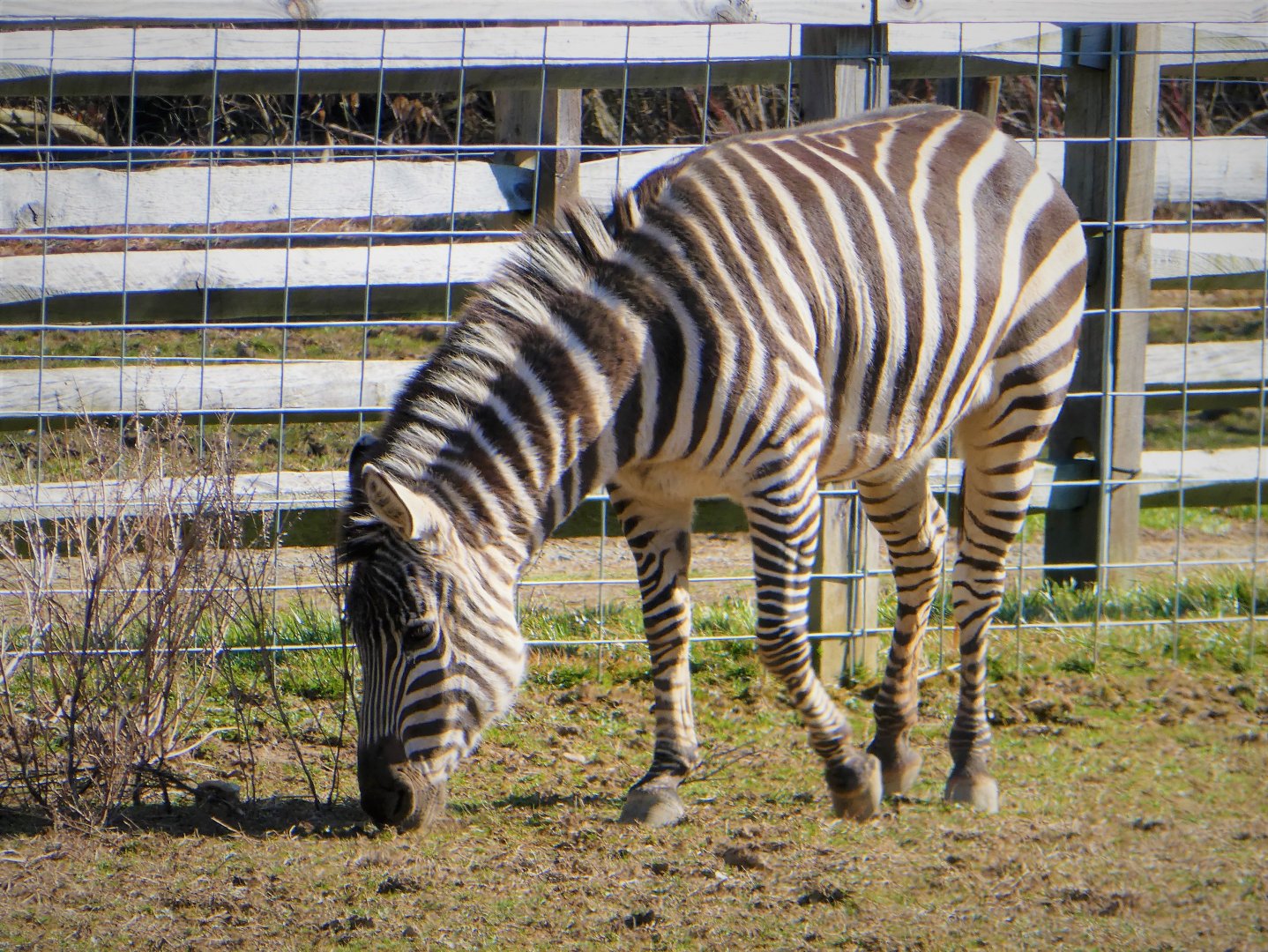 Grant's Zebra