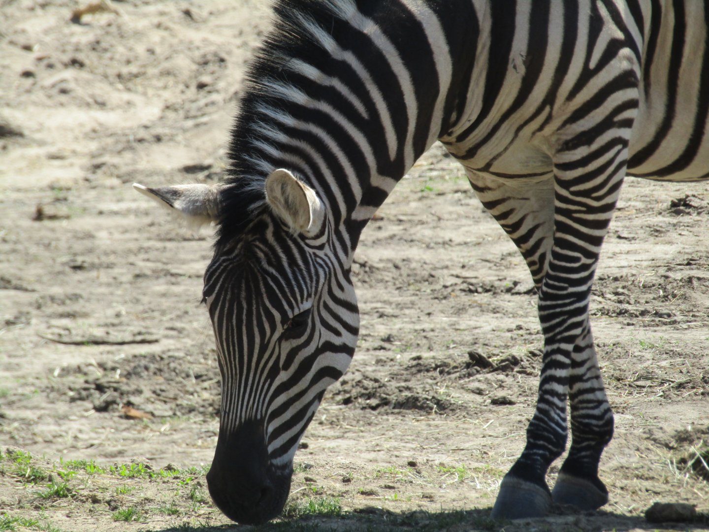 Grant's Zebra
