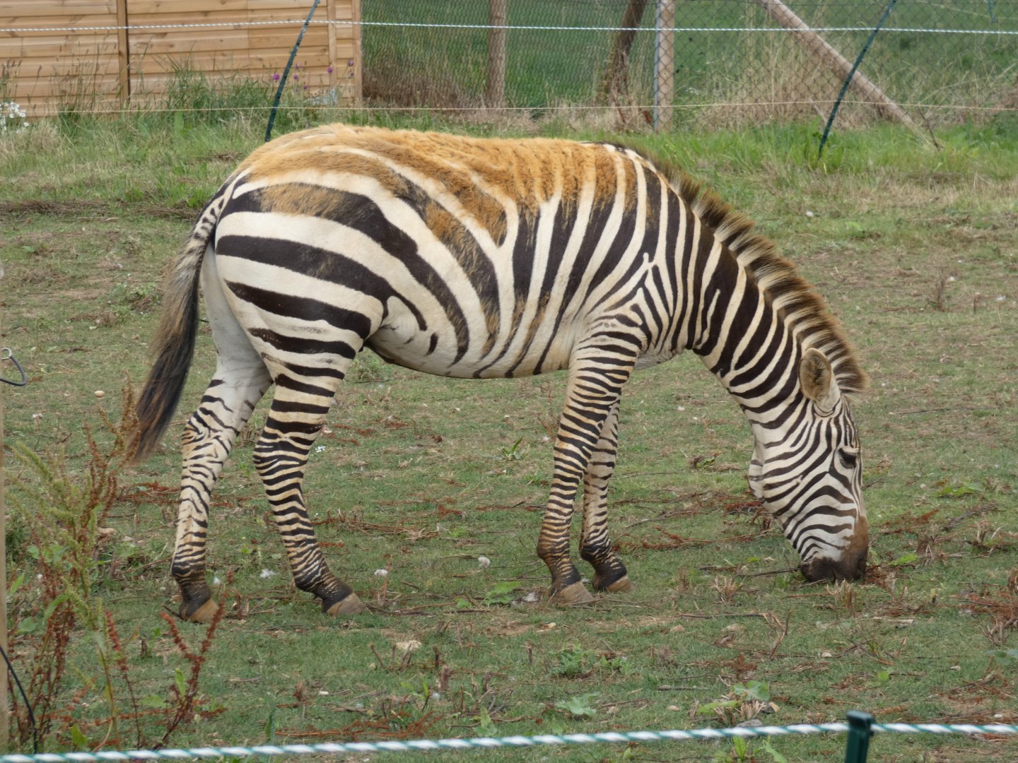 Grant's zebra