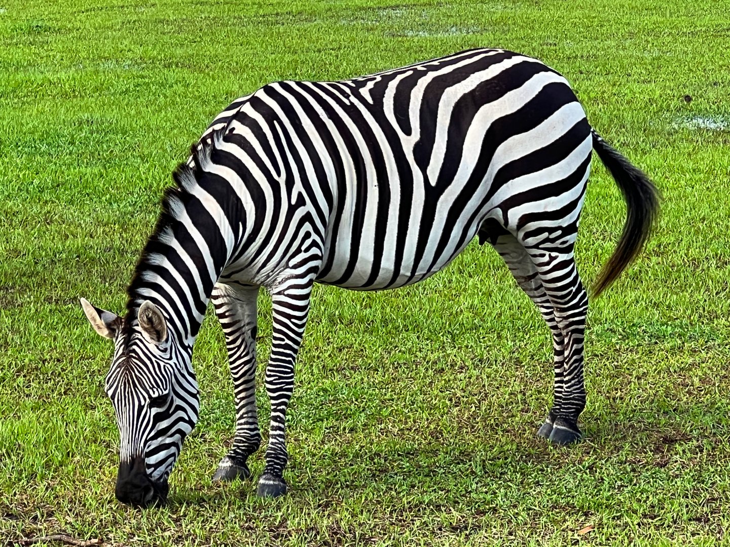 Grant's Zebra