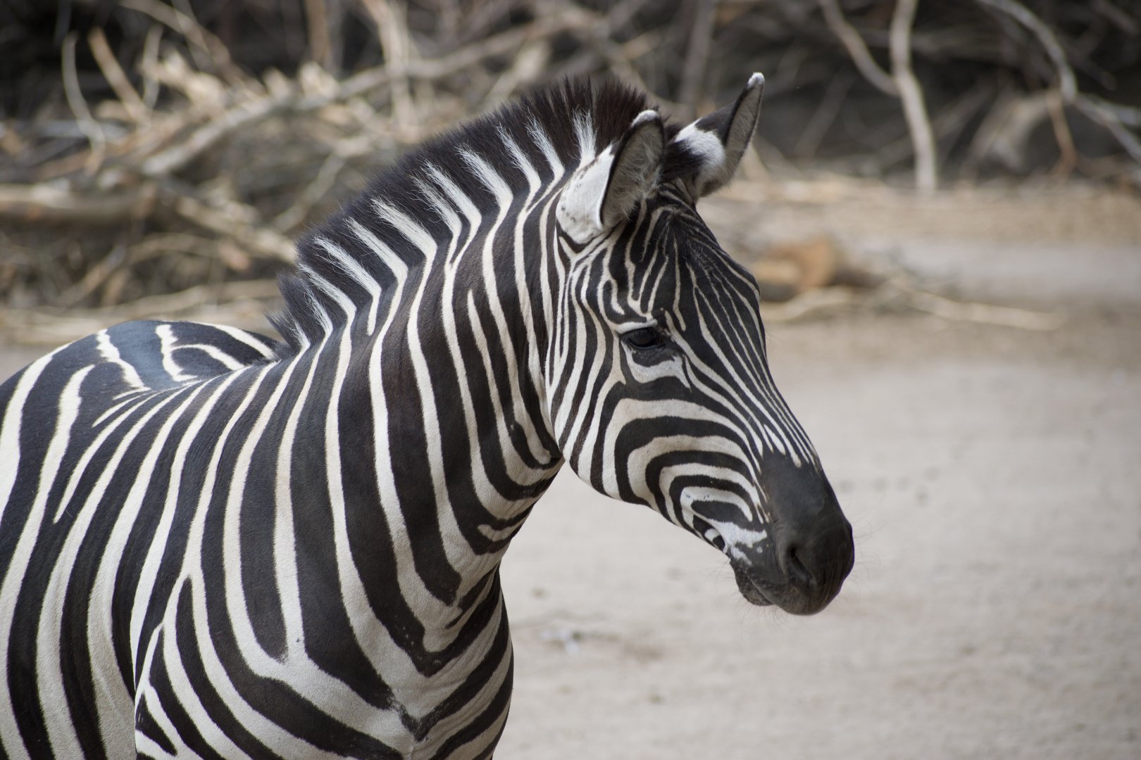 Grant’s Zebra