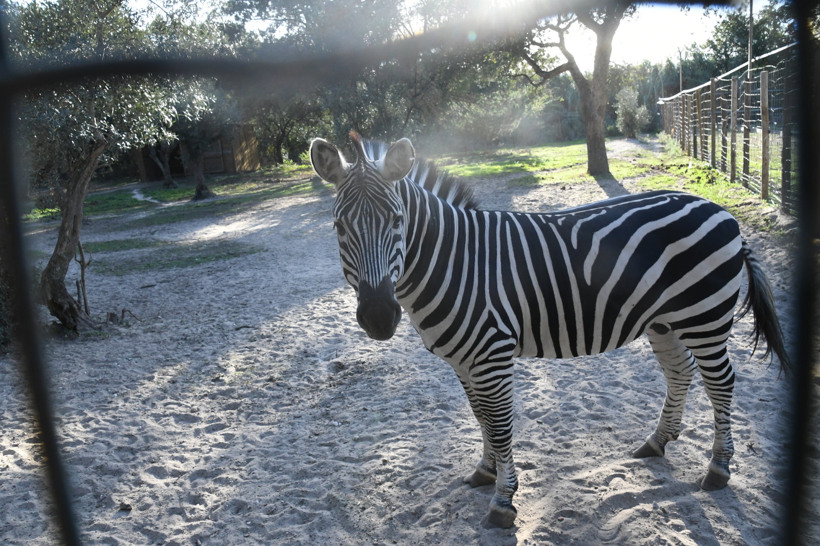 Grant's Zebra
