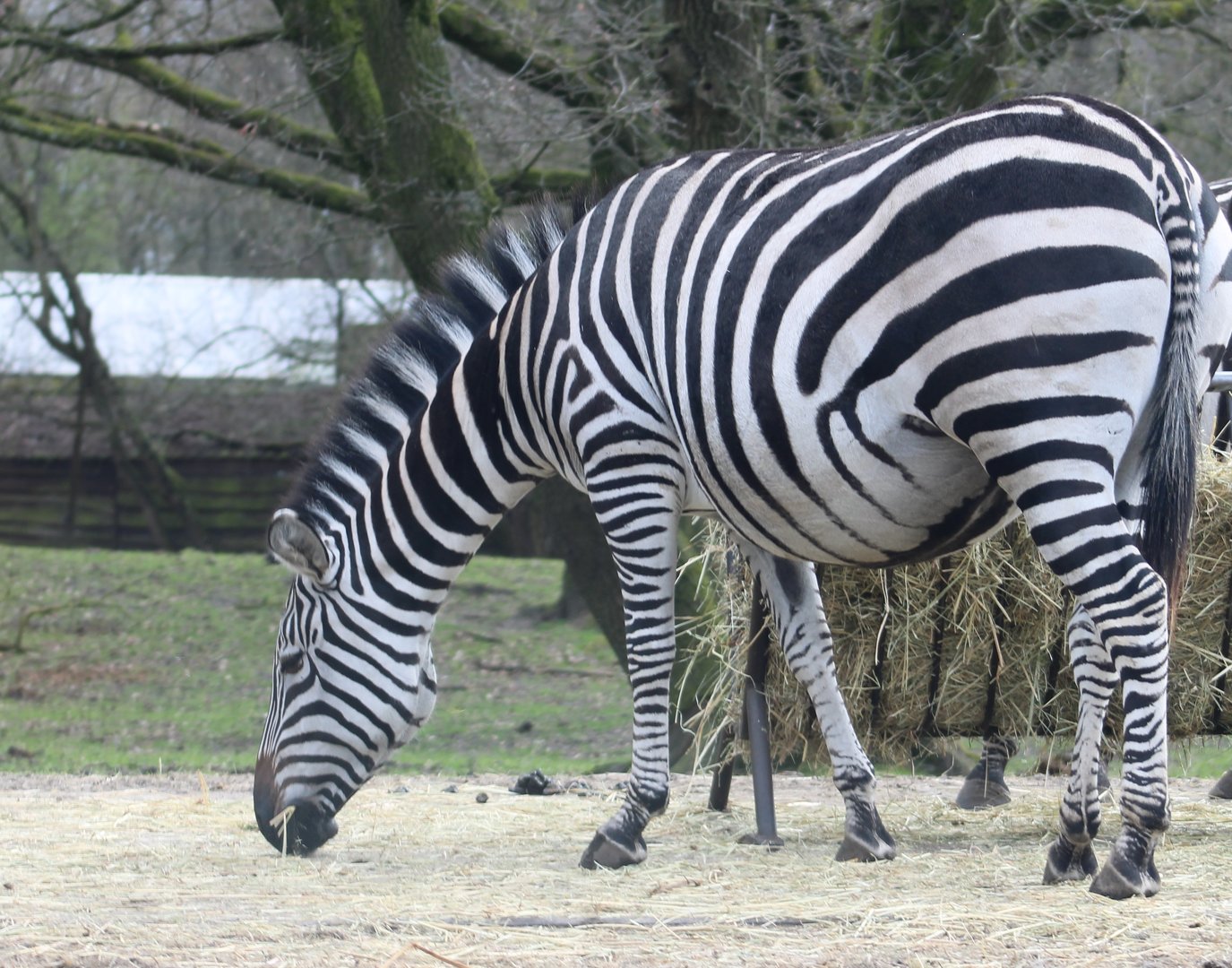 Grant's zebra