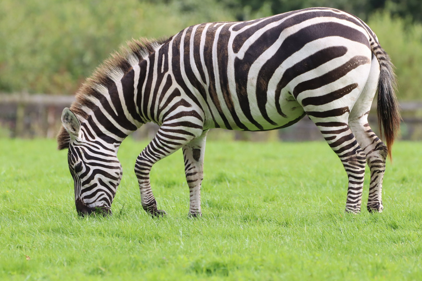 Grant's Zebra