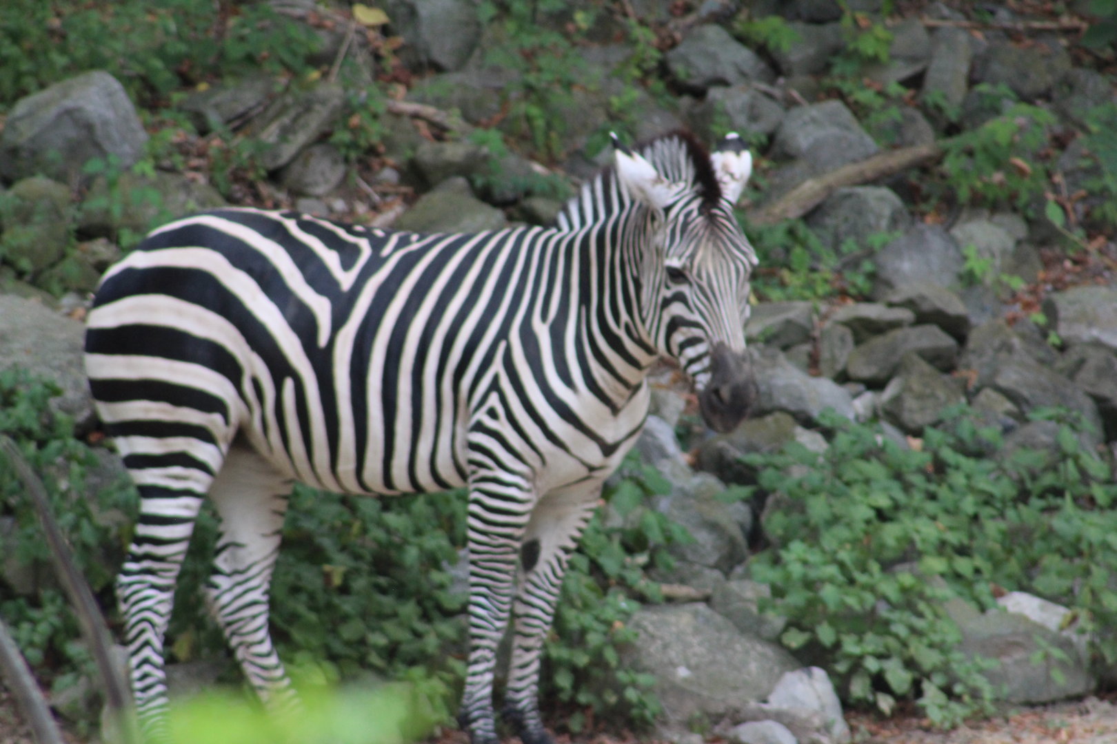 Grant's Zebra