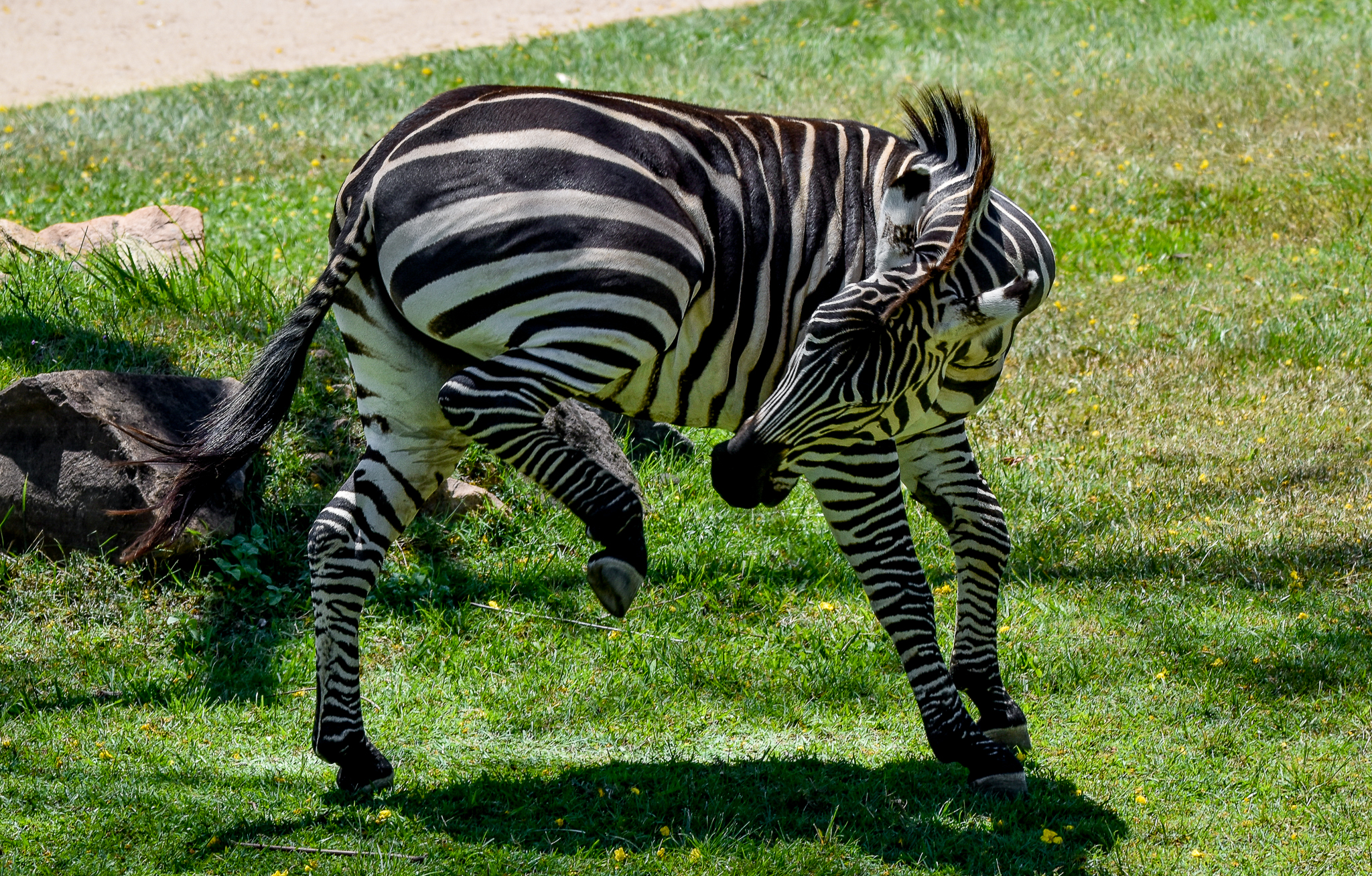 Grant's Zebra