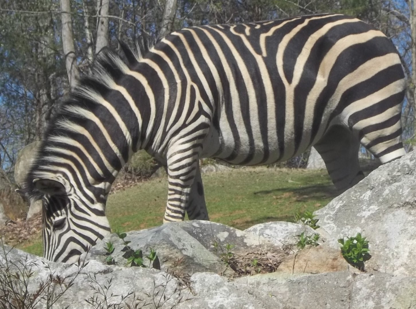 Grant’s Zebra