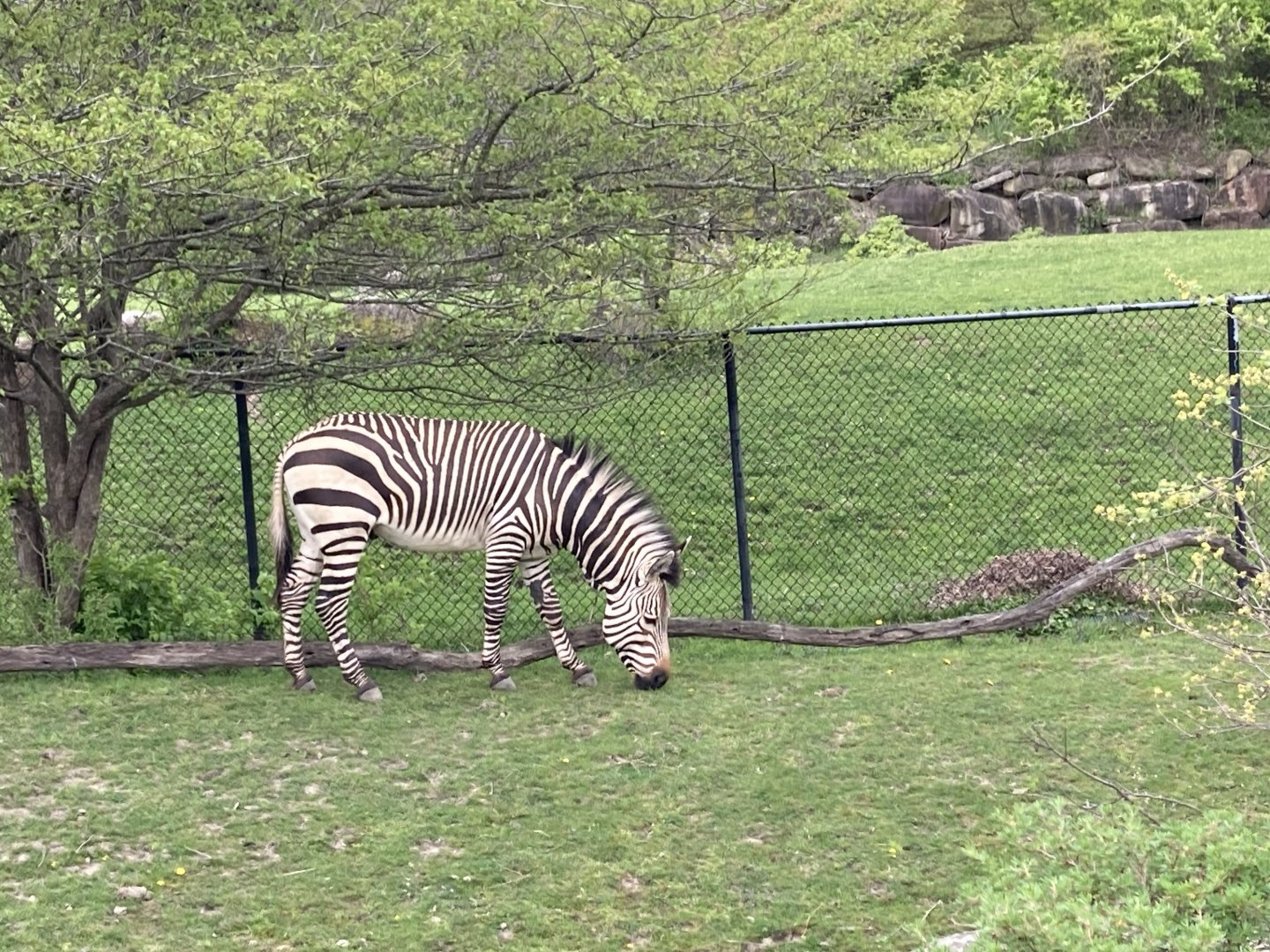 Grant’s Zebra