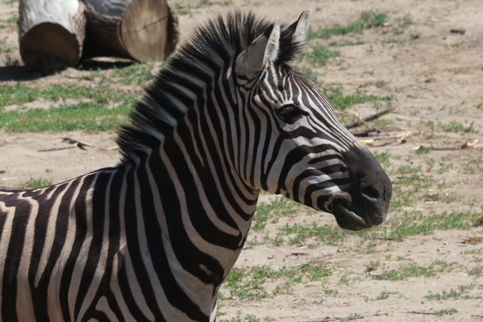 Grants Zebra