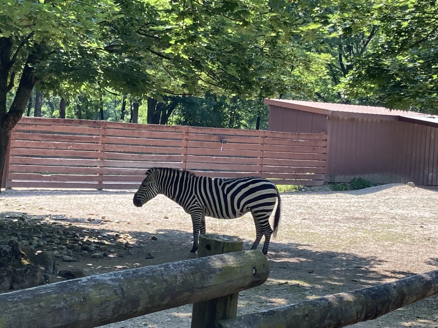 Grant’s Zebra