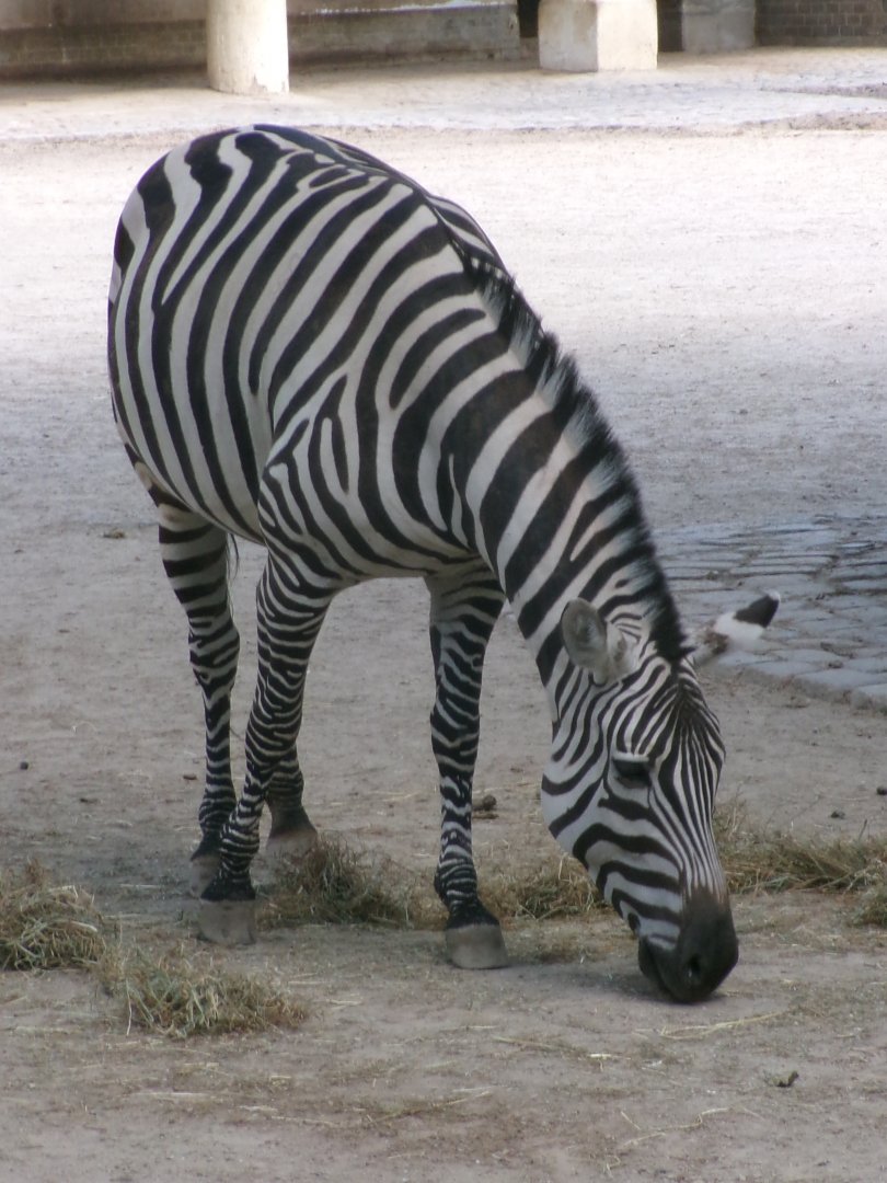 Grant's zebra
