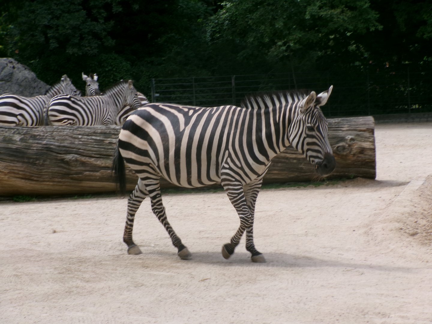 Grant's zebra