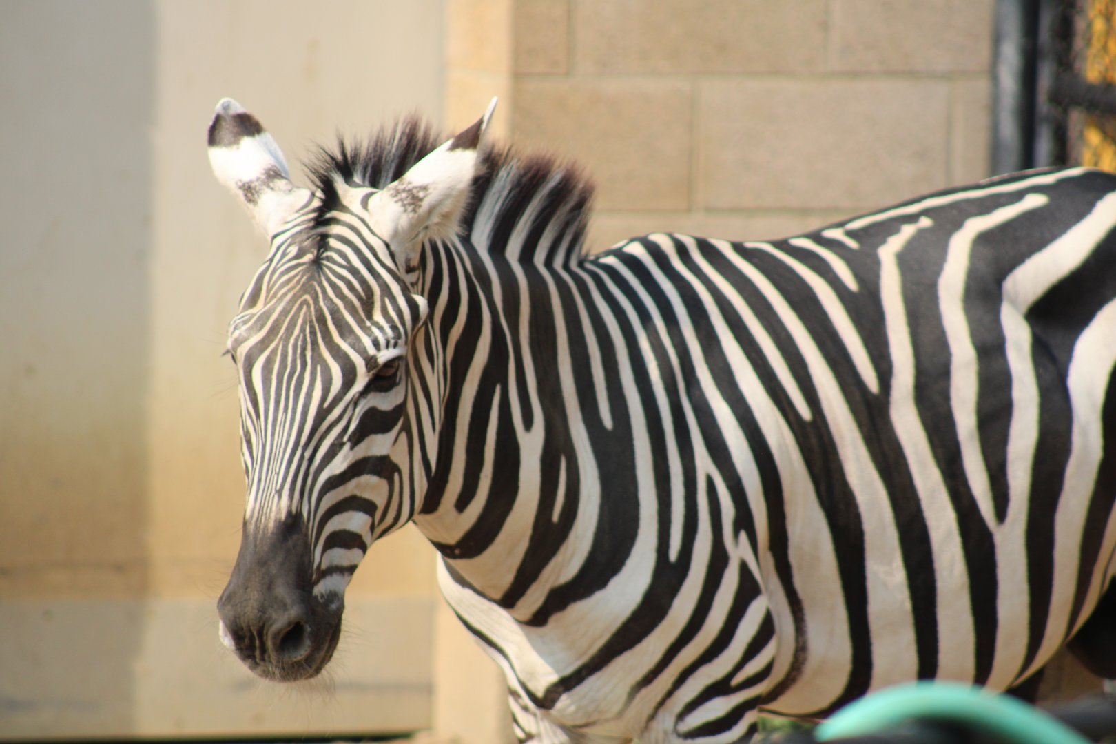 Grant's zebra