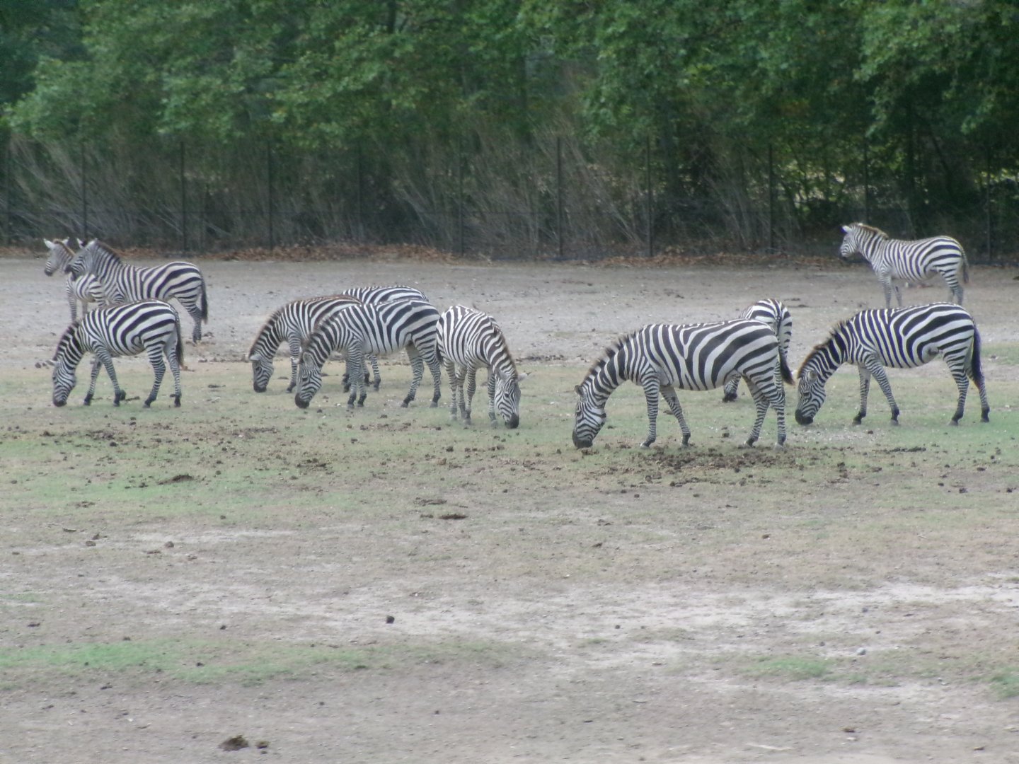 Grant's zebra