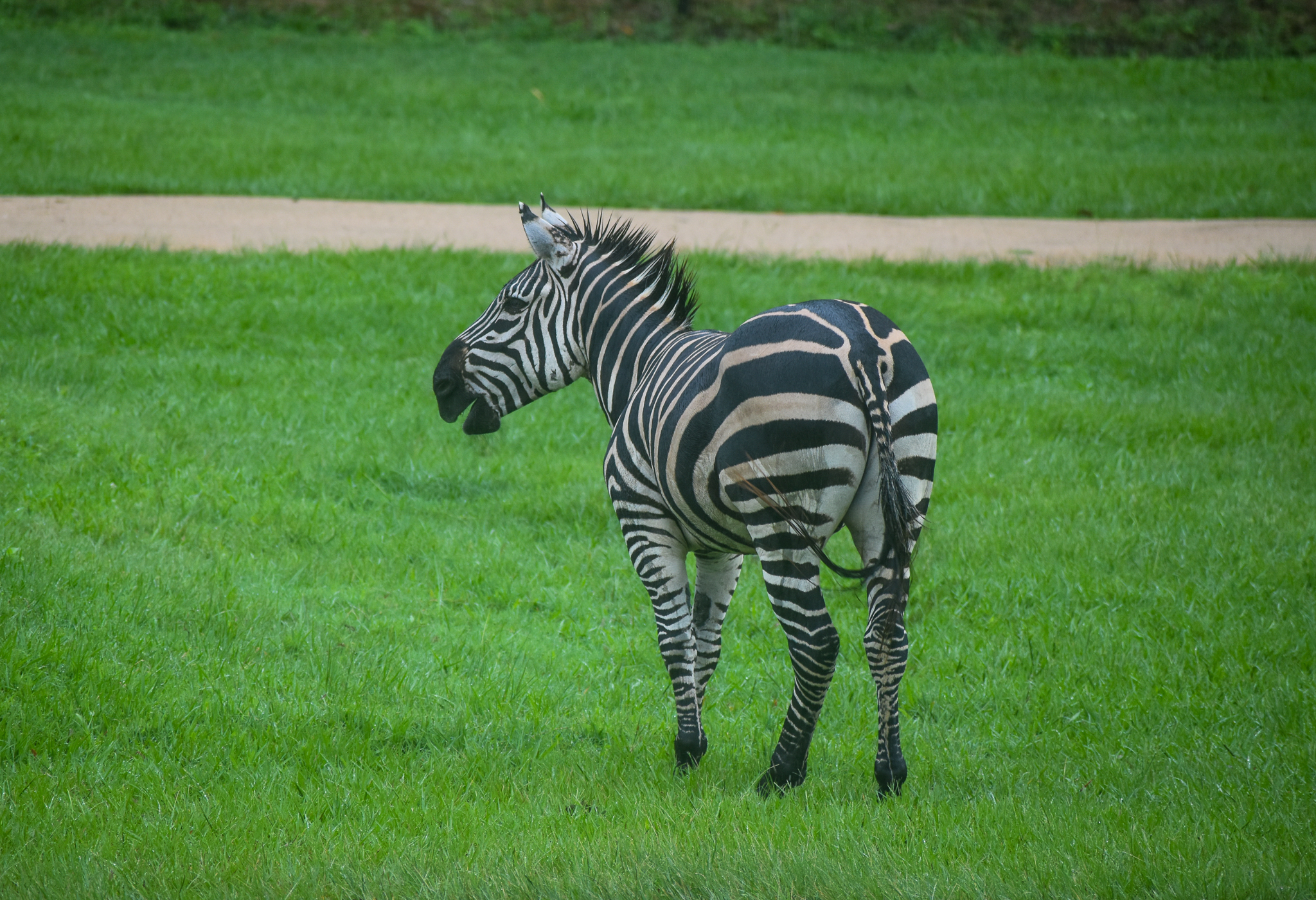 Grant's Zebra