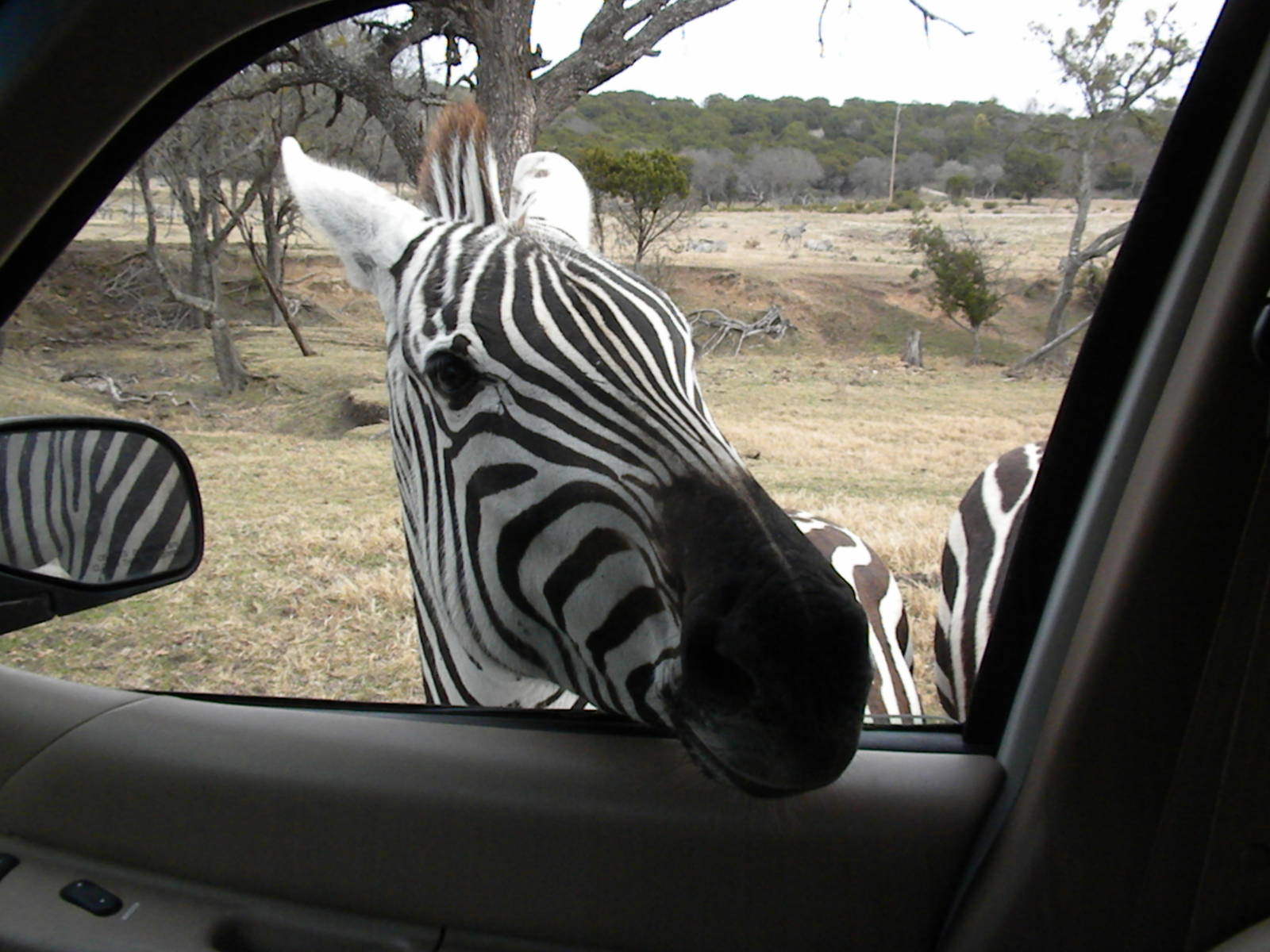 Grant's Zebra