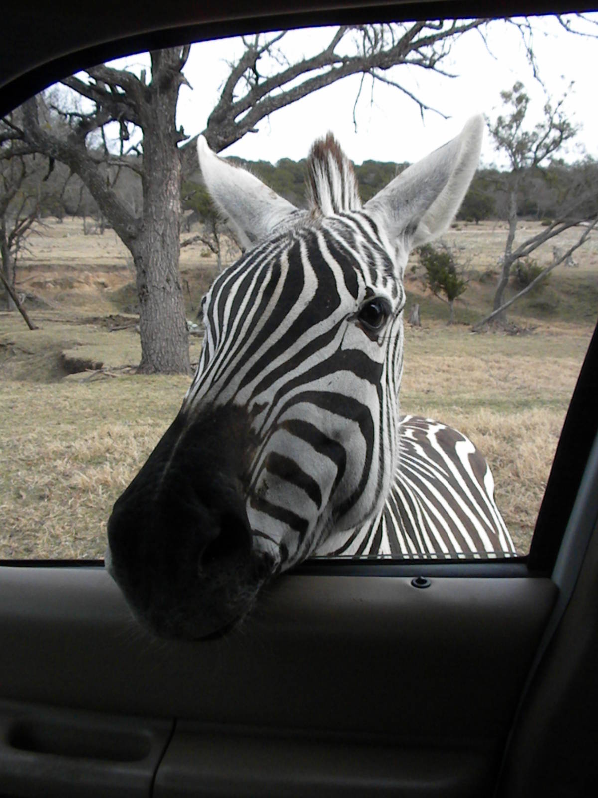 Grant's Zebra