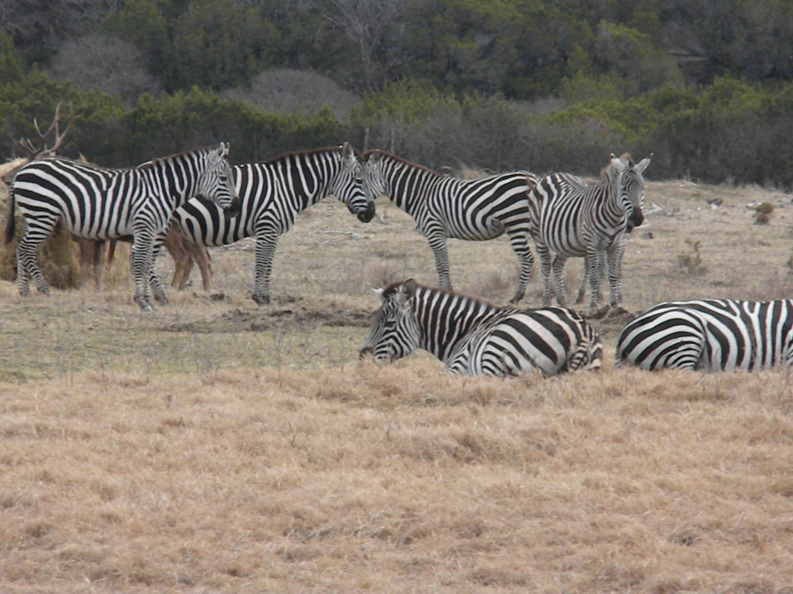 Grant's Zebra