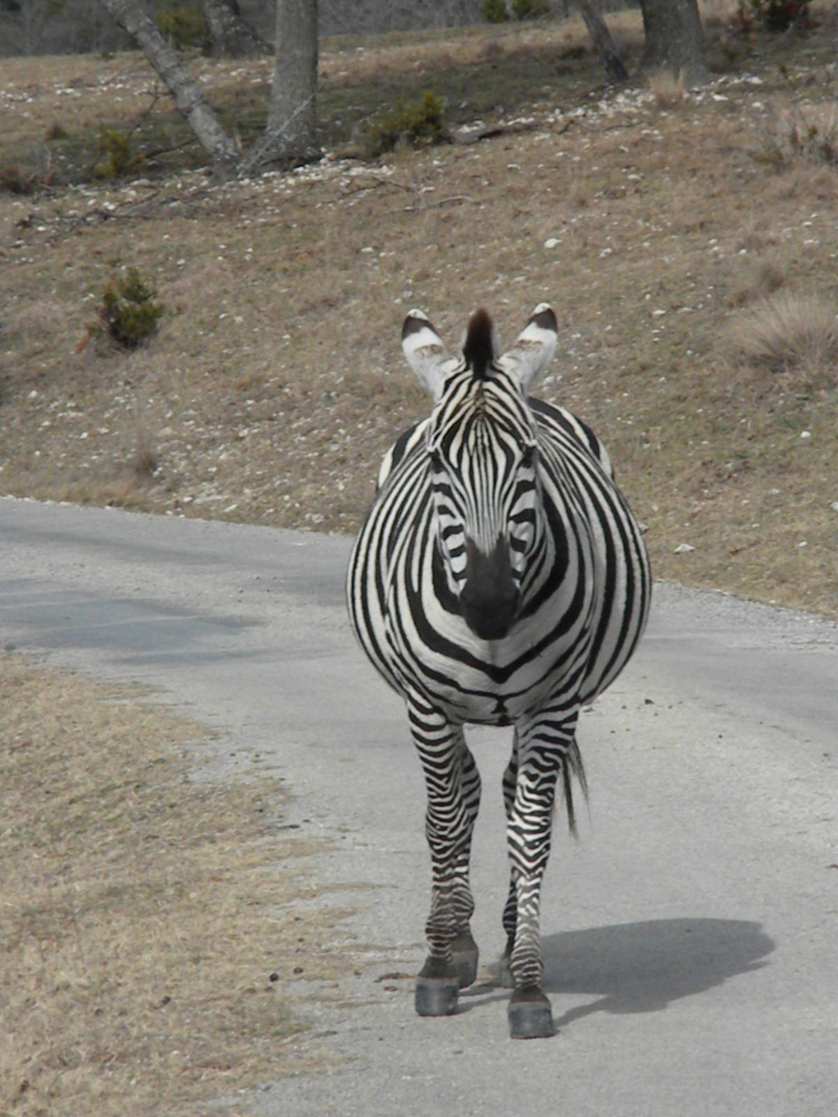 Grant's Zebra