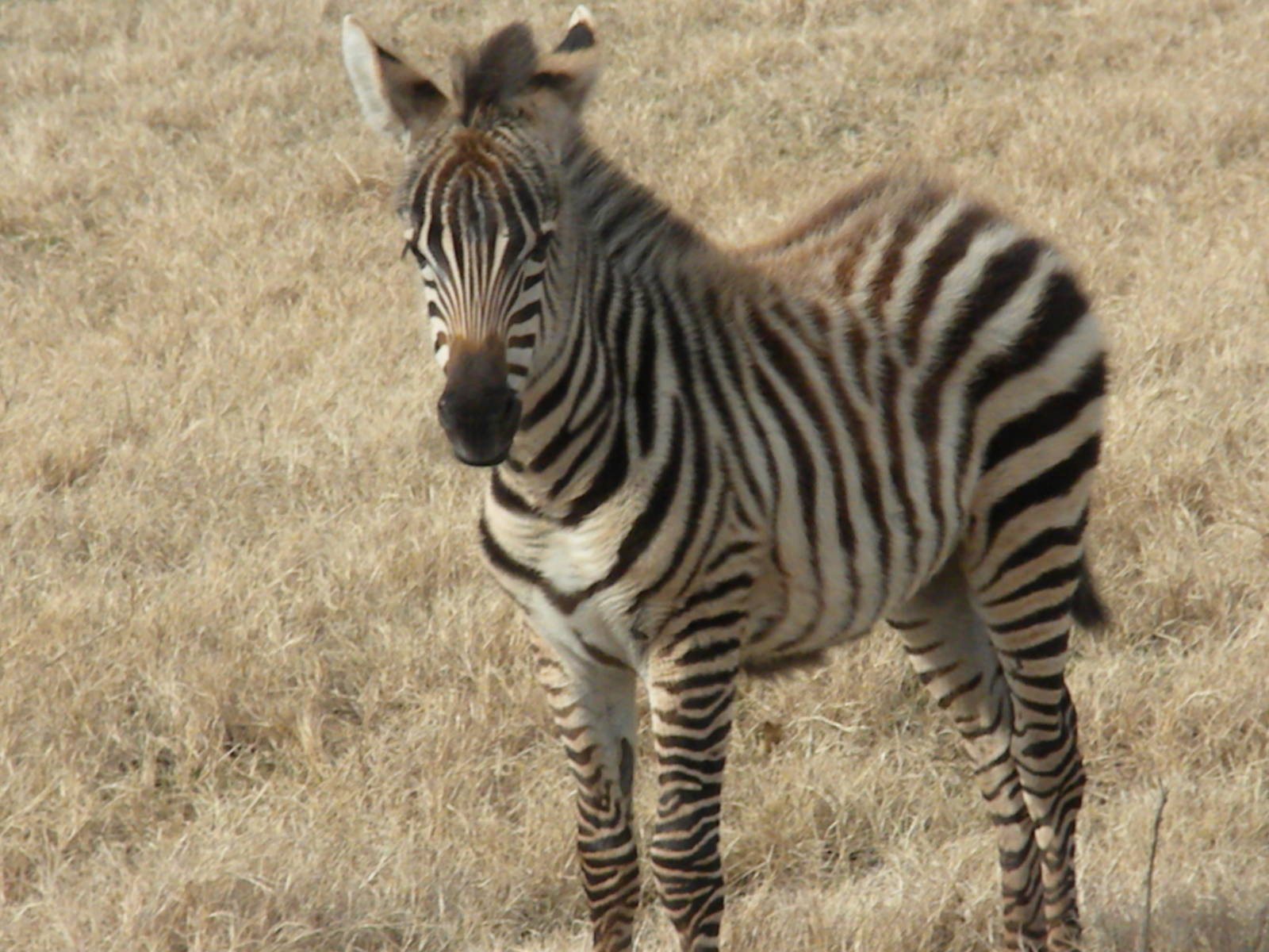 Grant's Zebra