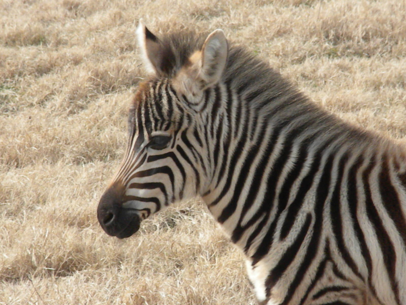 Grant's Zebra
