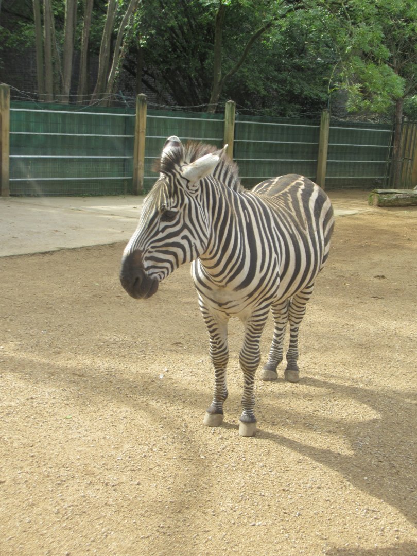 Grant's Zebra