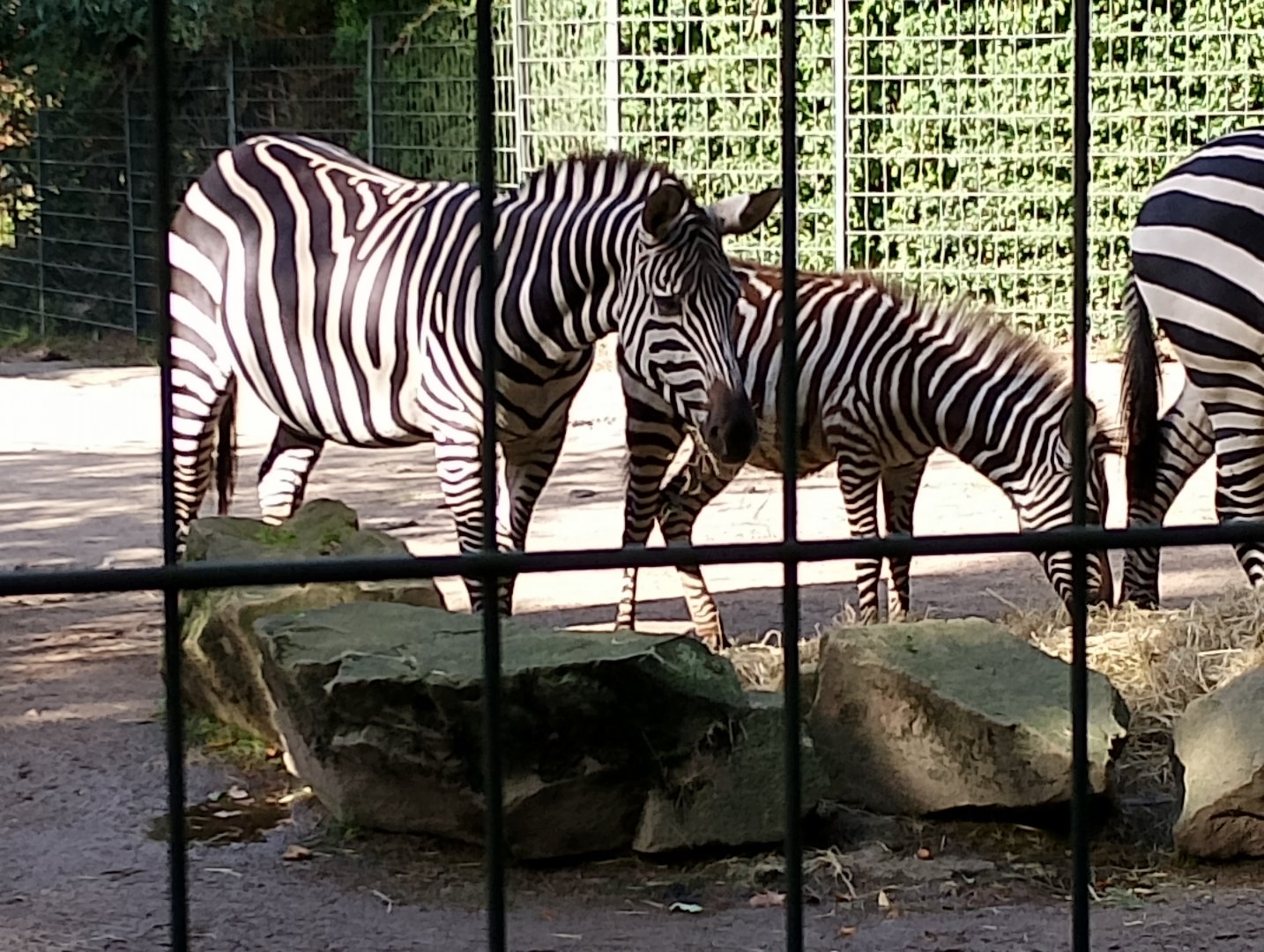 Grant's zebra