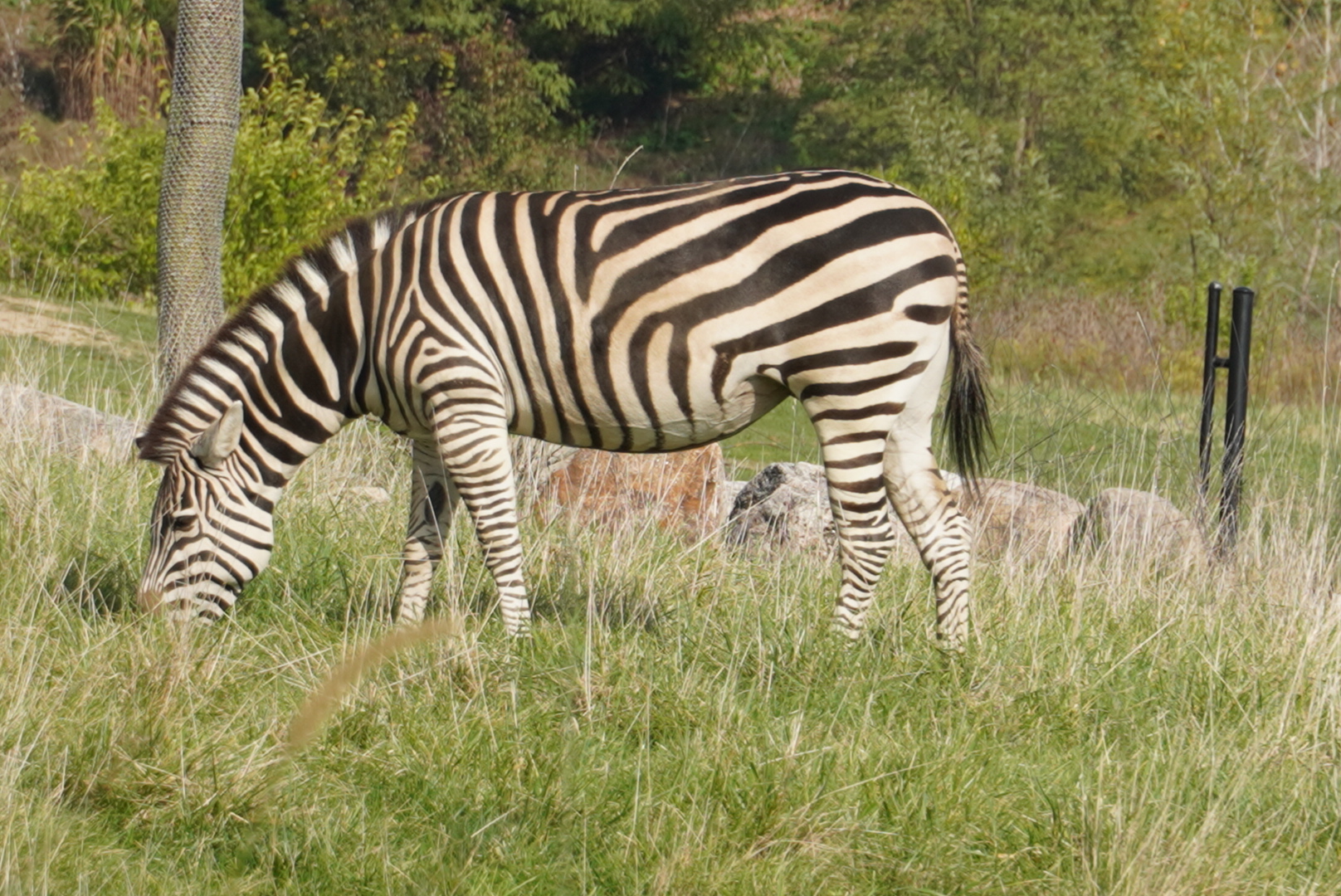Grant’s Zebra