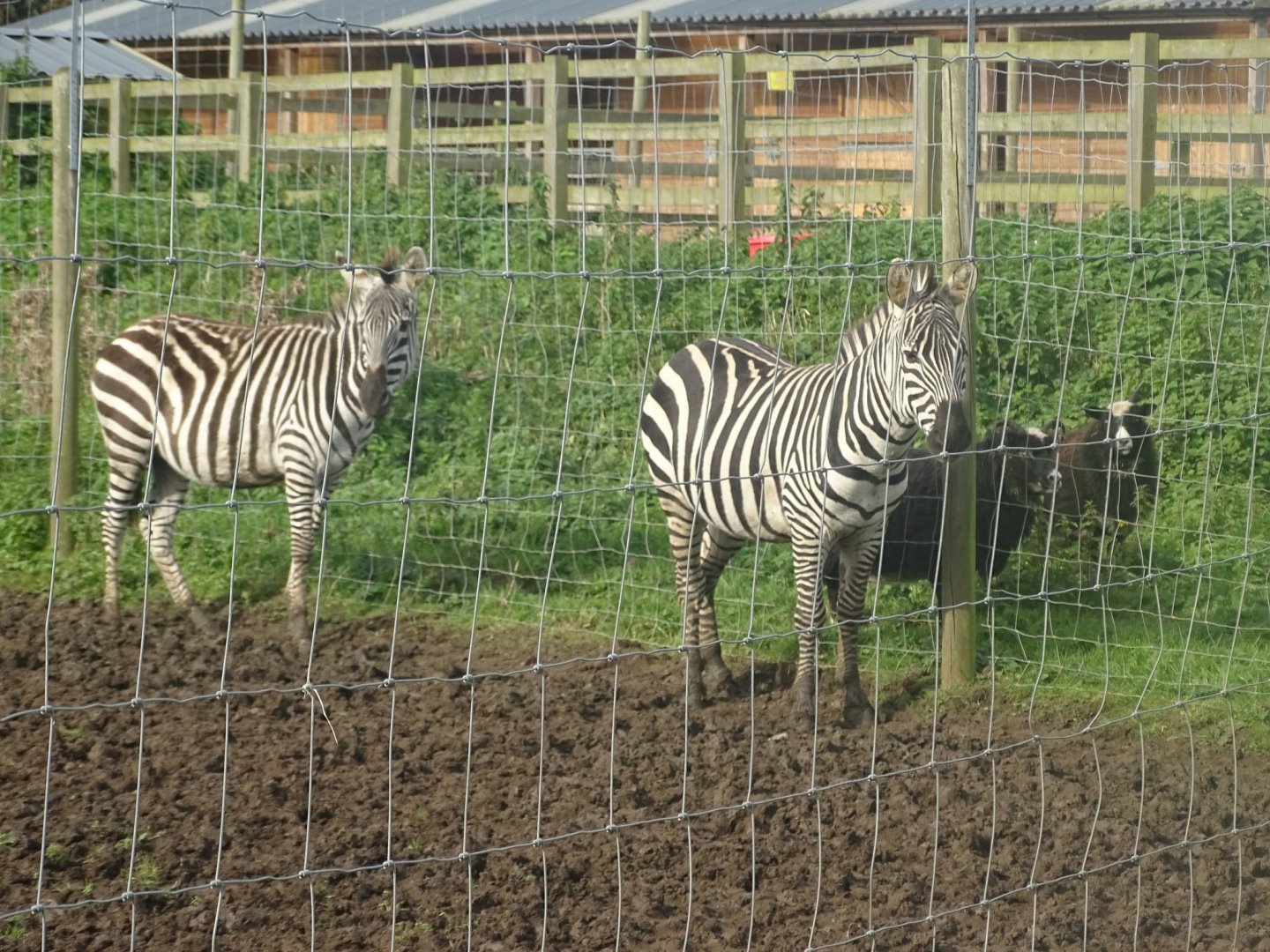 Grant's Zebras, 16th October 2023