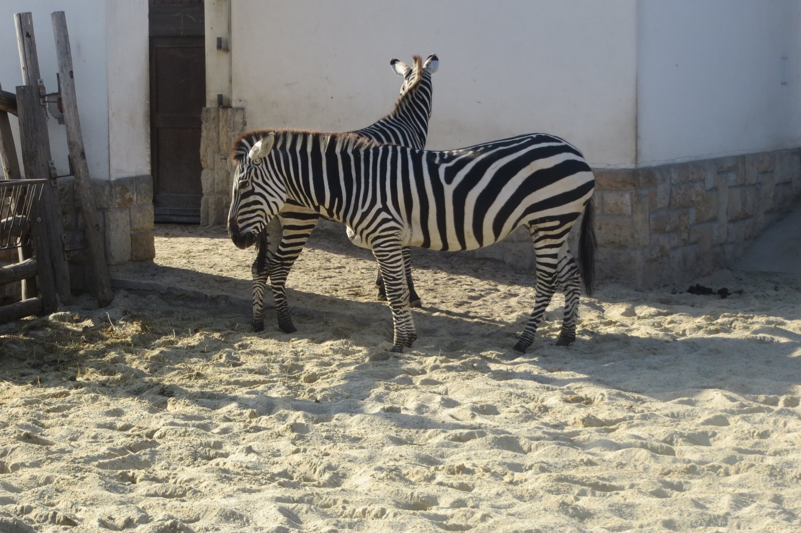 Grant's zebras 171018