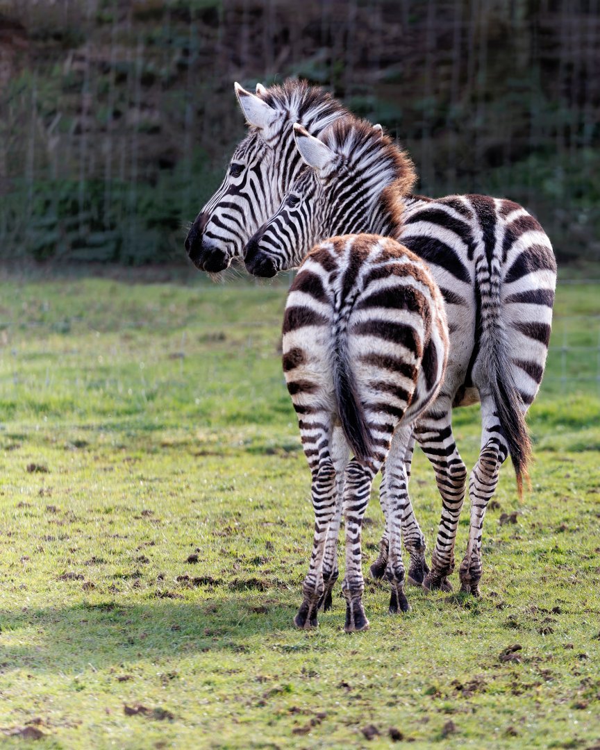 Grant's Zebras / 18-3-22 / Noah's Ark Zoo Bristol