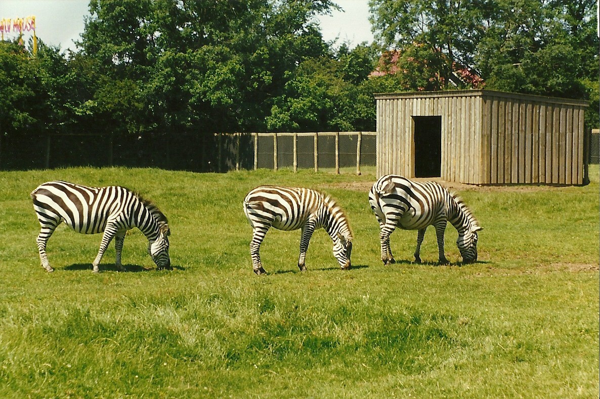 Grant's Zebras 19th July 1997