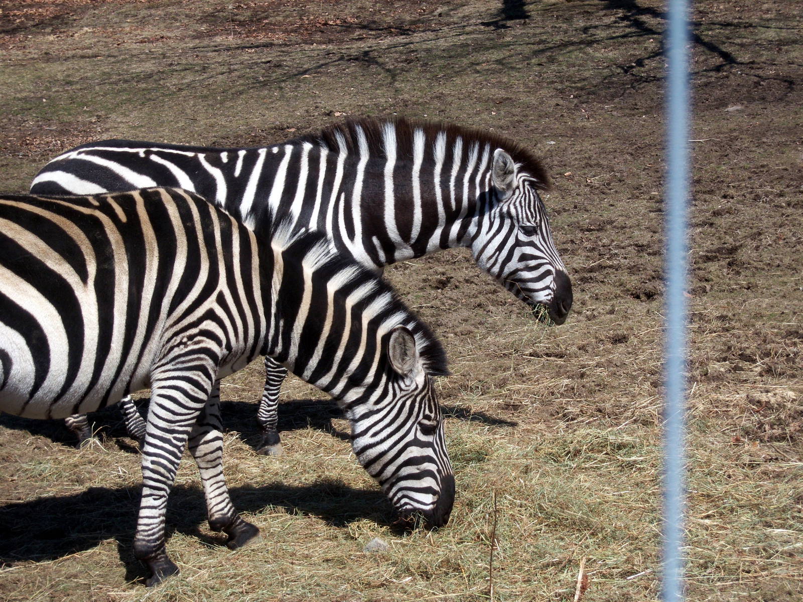 Grant's Zebras - 2009