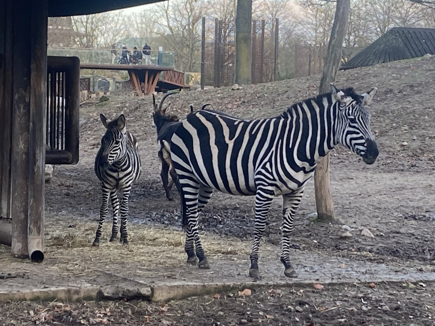 Grant’s zebras 261124