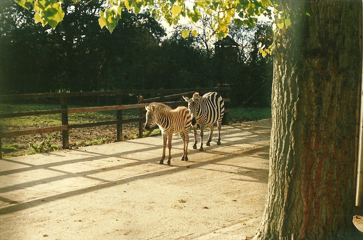 Grant's Zebras 26th October 1996